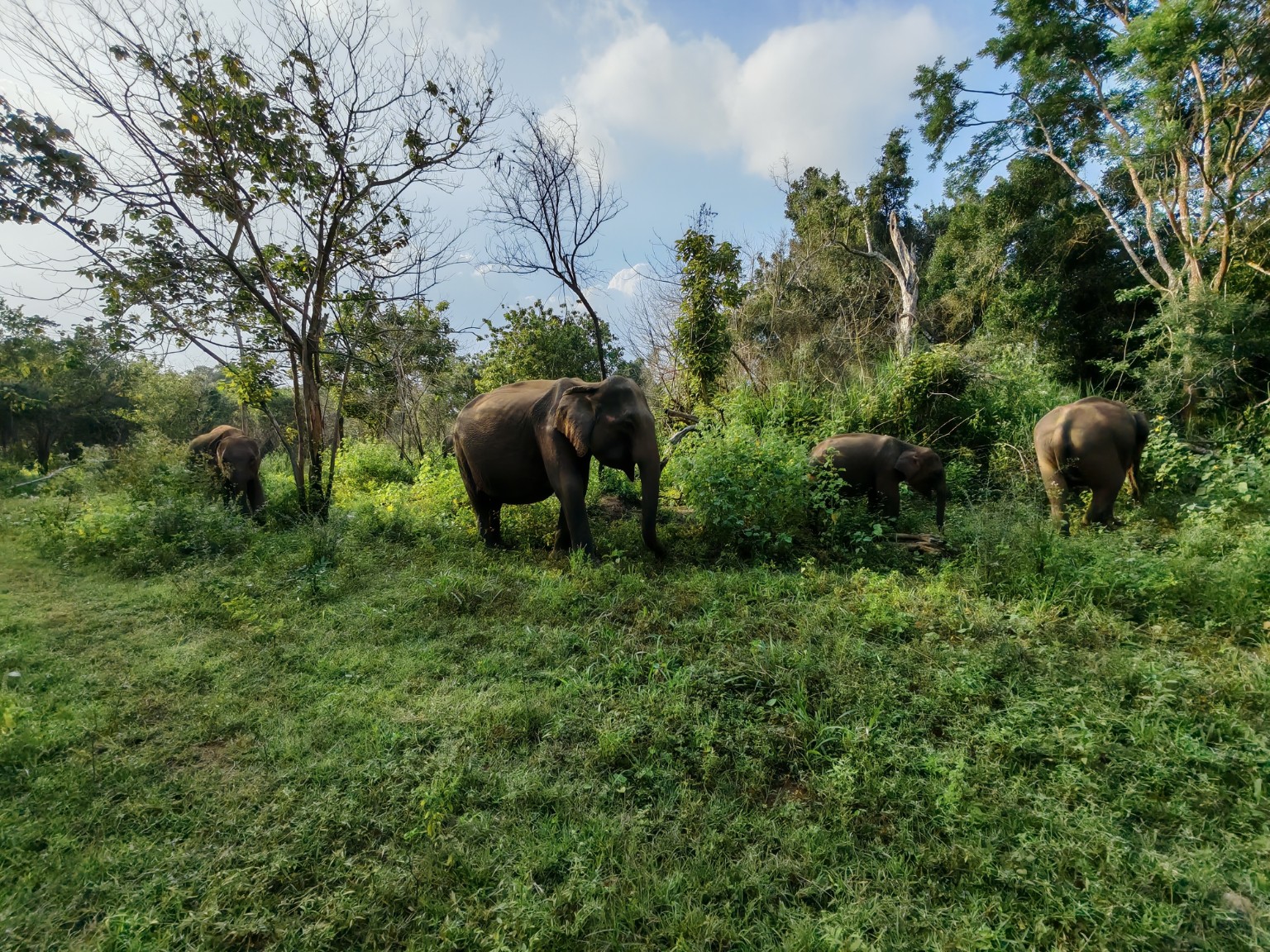 Sri Lankan elephants