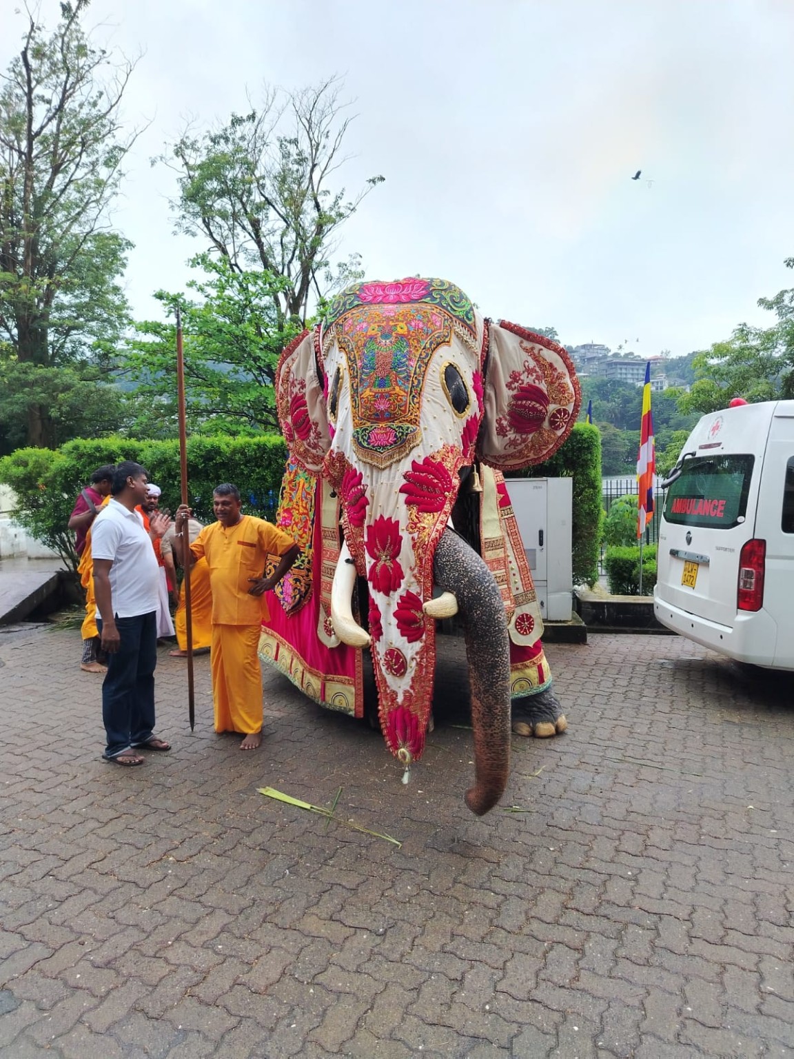 Decorated elephant in Kandy