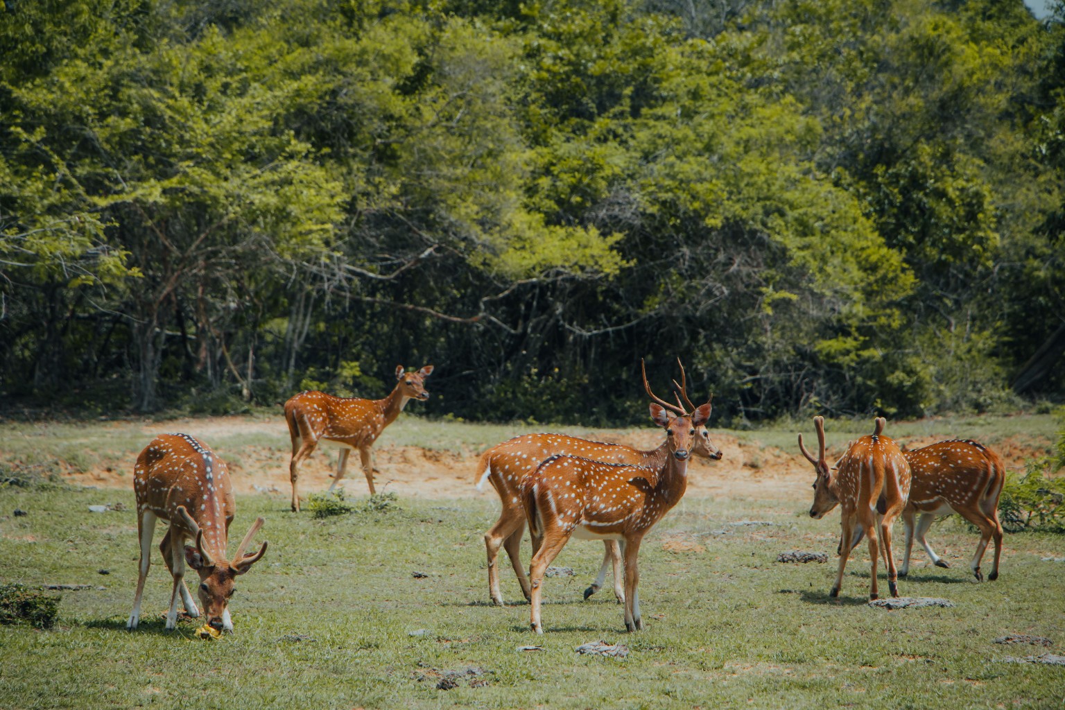 Spotted deer in Sri Lanka
