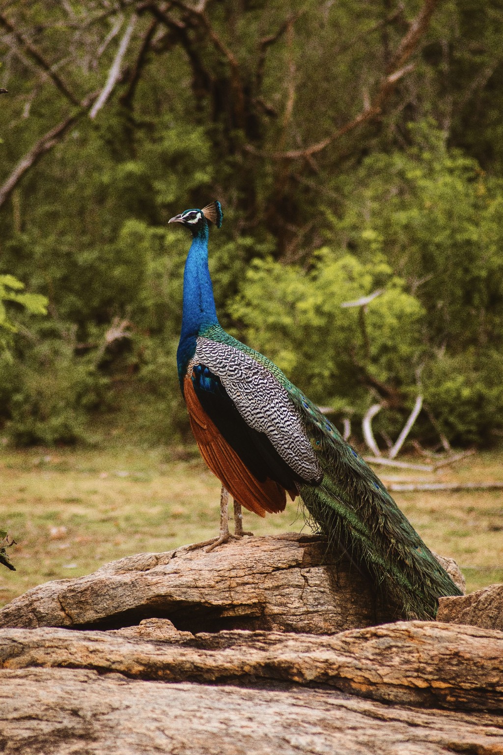Peacock in Sri Lanka wildlife landscape