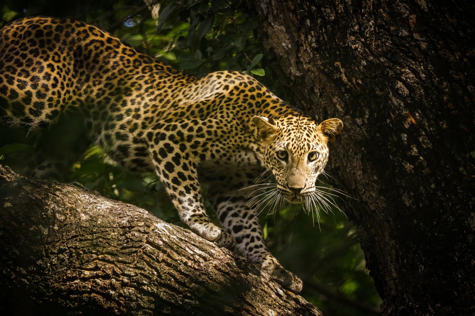 Sri Lanka wildlife safari