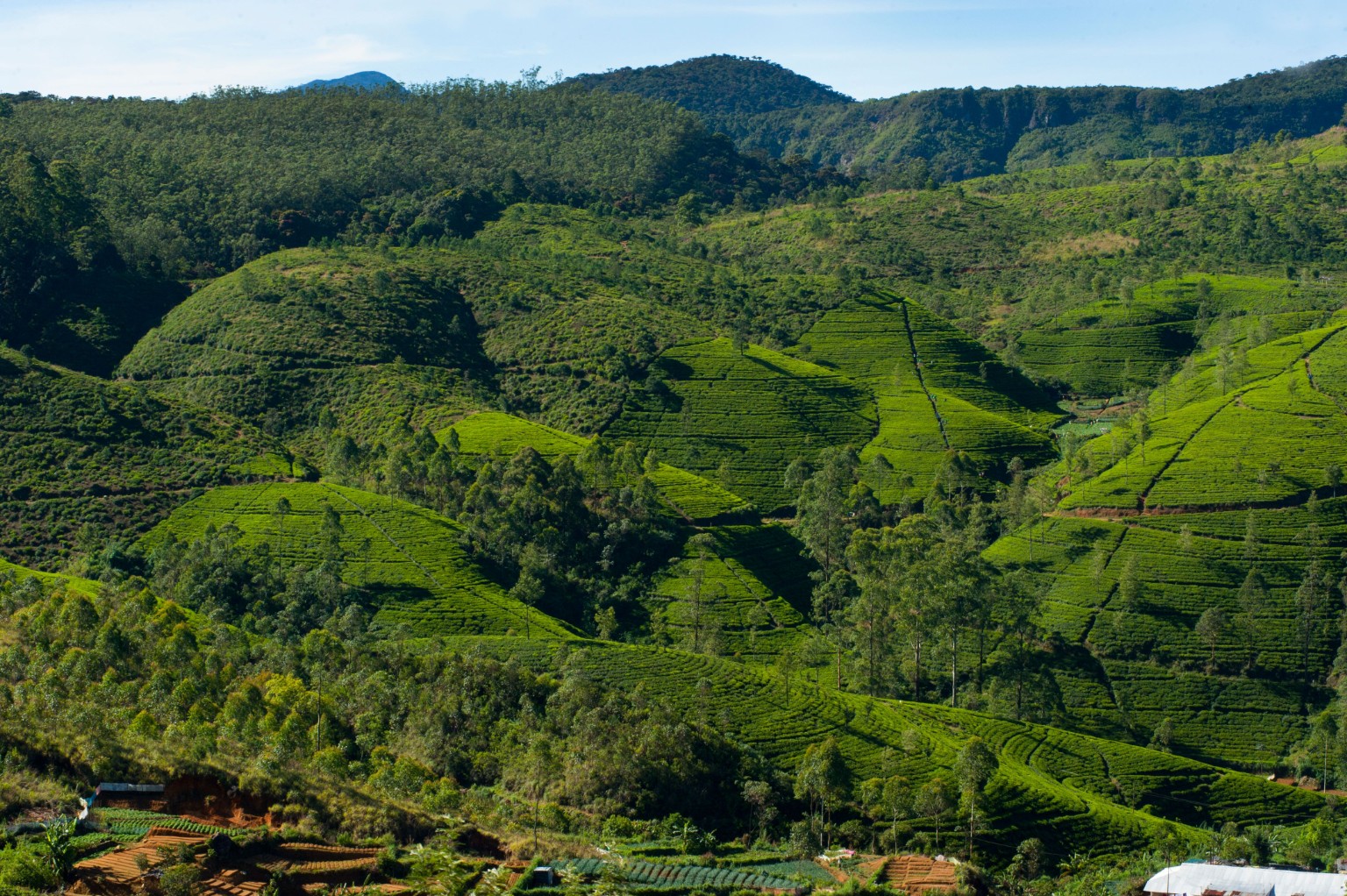 Green tea country around Ramboda and the Central Highlands