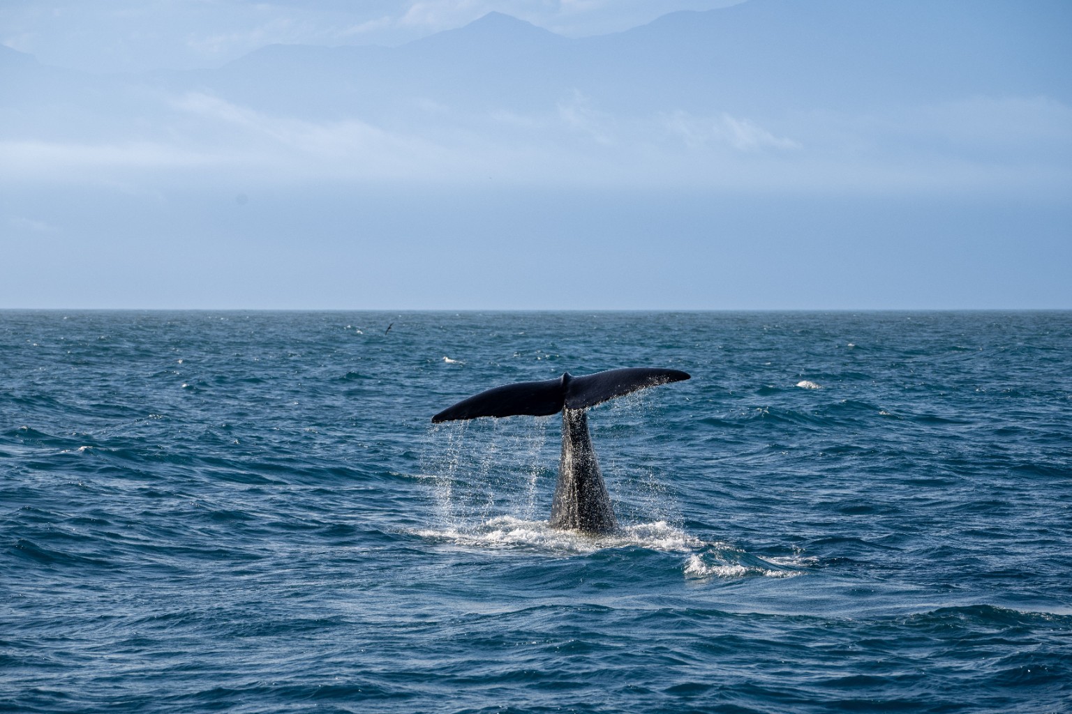 Whale in the Indian Ocean near Sri Lanka
