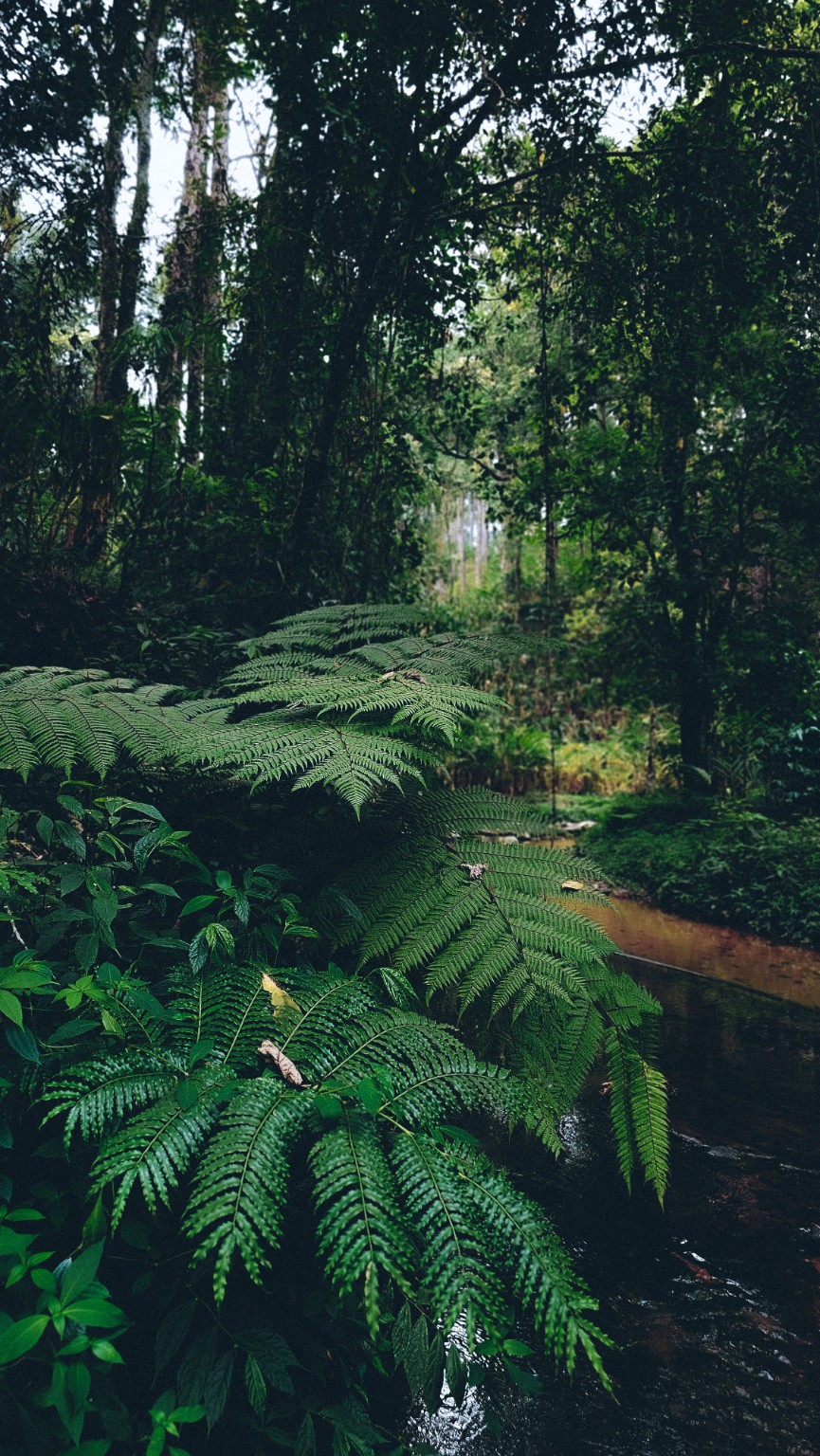 Sinharaja rainforest in Sri Lanka