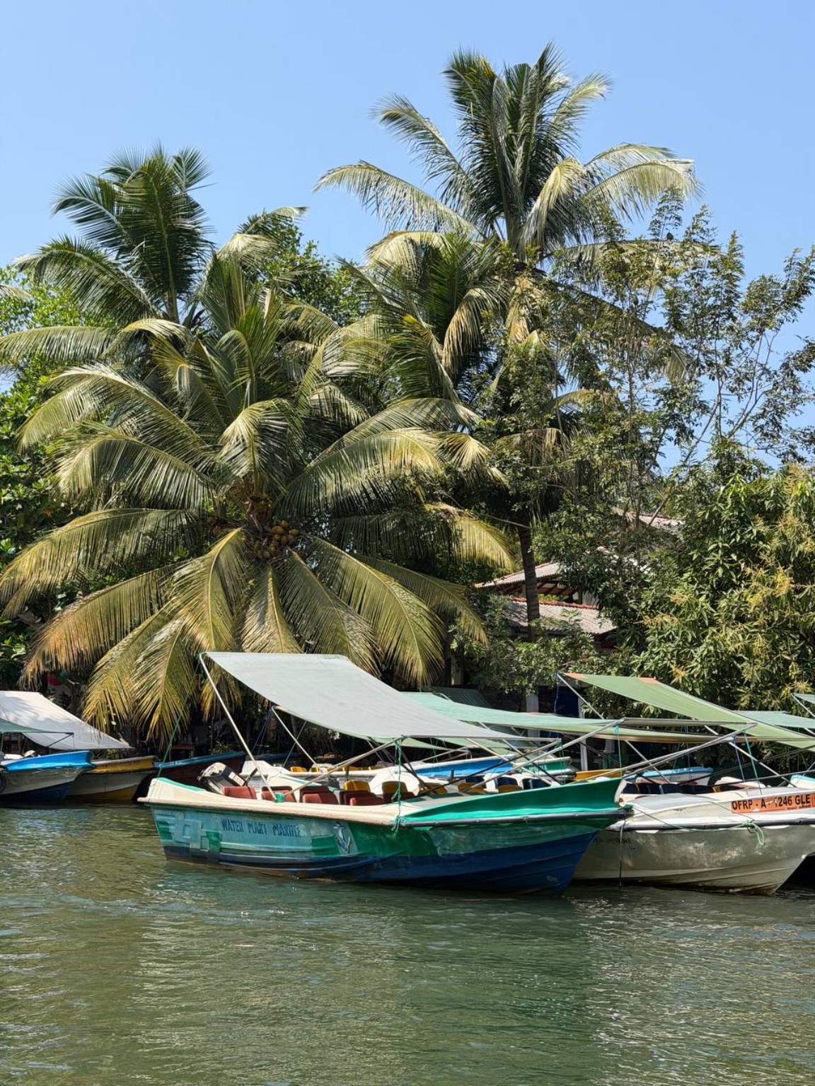 Boat among mangroves on the Madu River