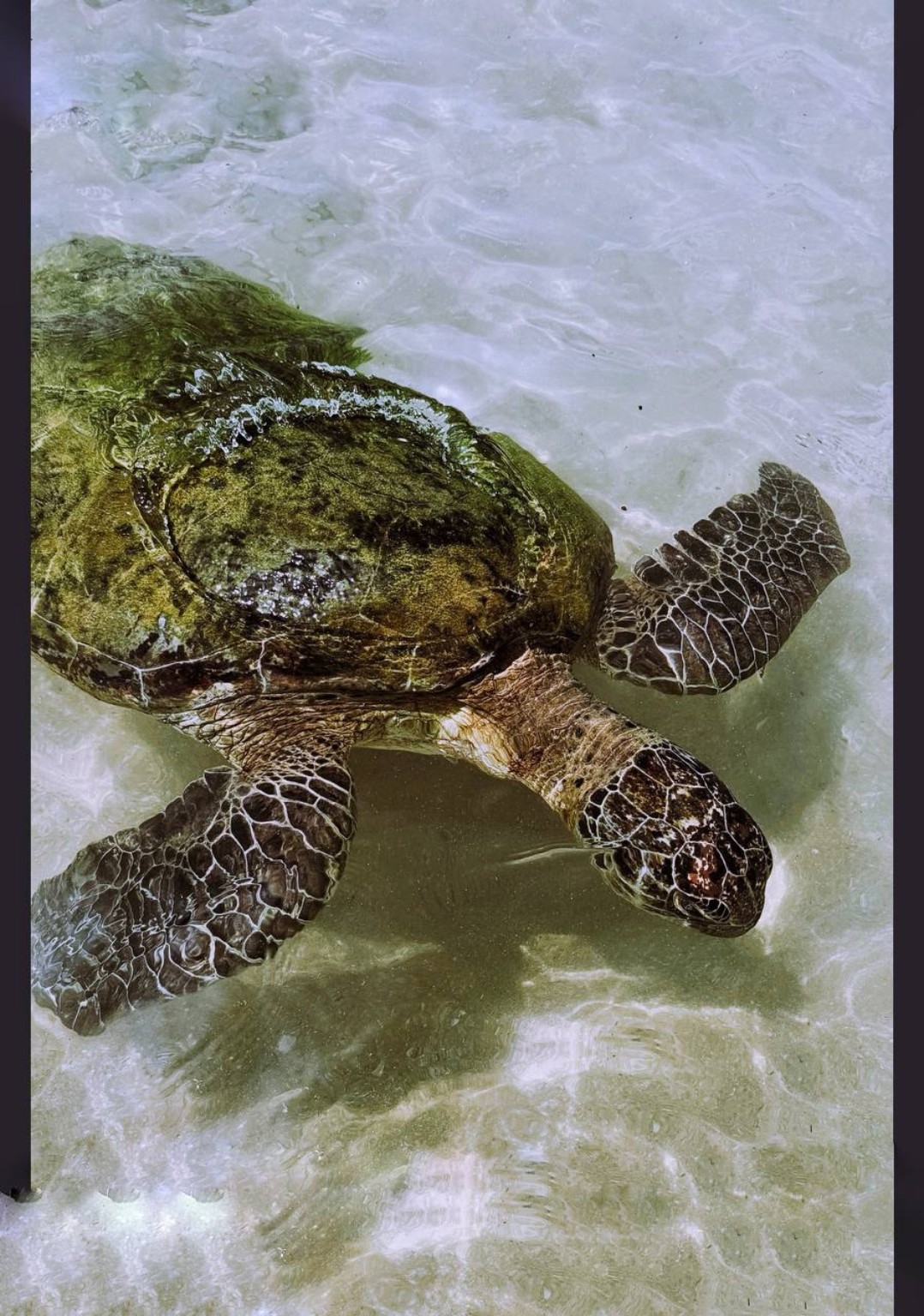 Sea turtle in coastal waters