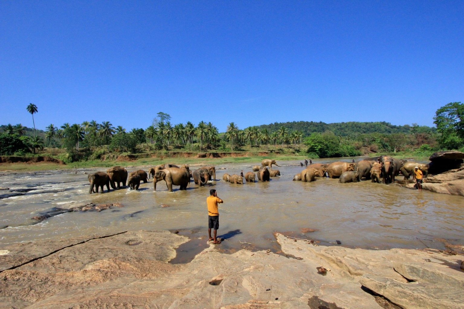 Sri Lankan elephants at Pinnawala