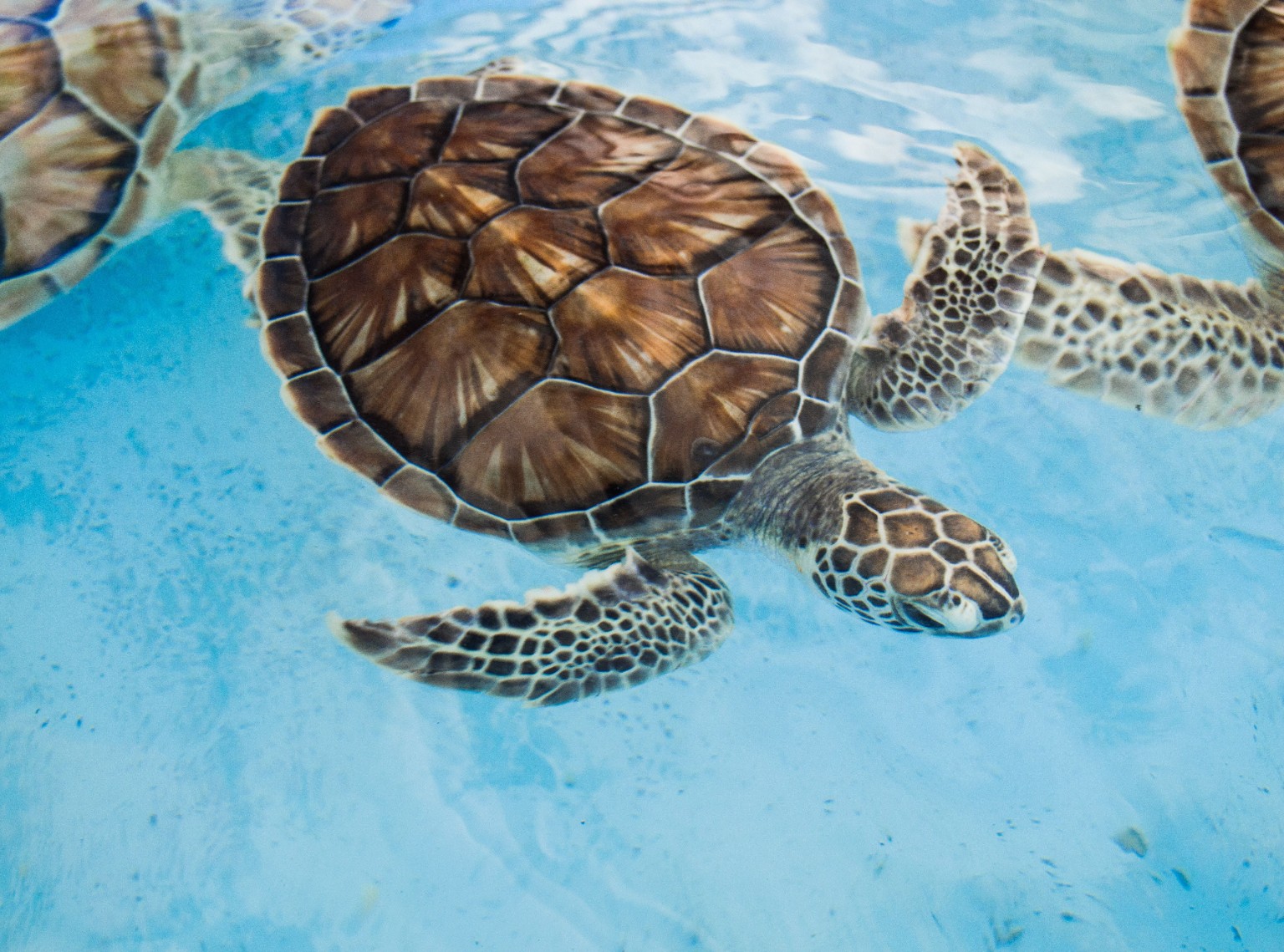 Sea turtle in Sri Lanka