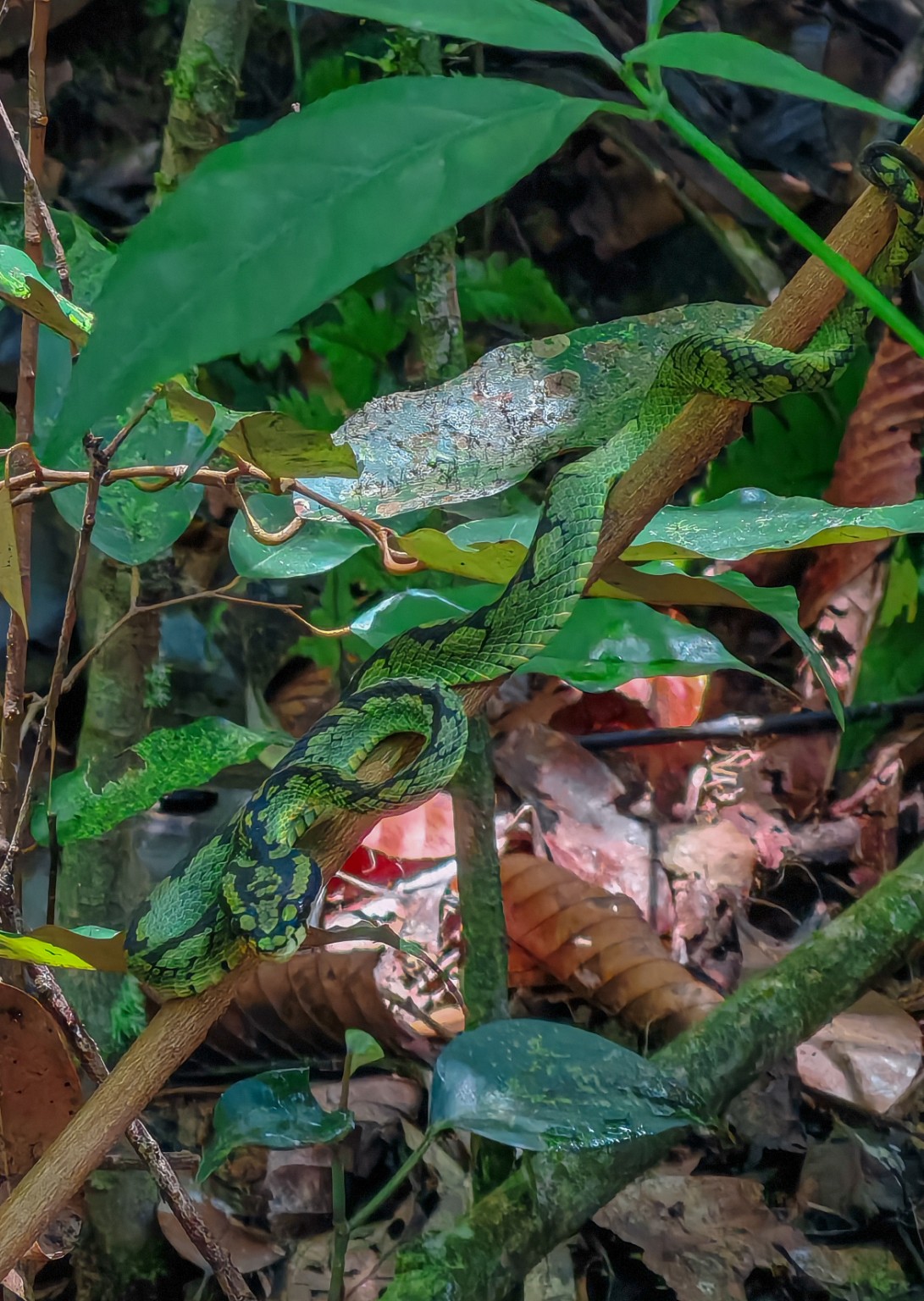 Green snake in Sri Lankan rainforest