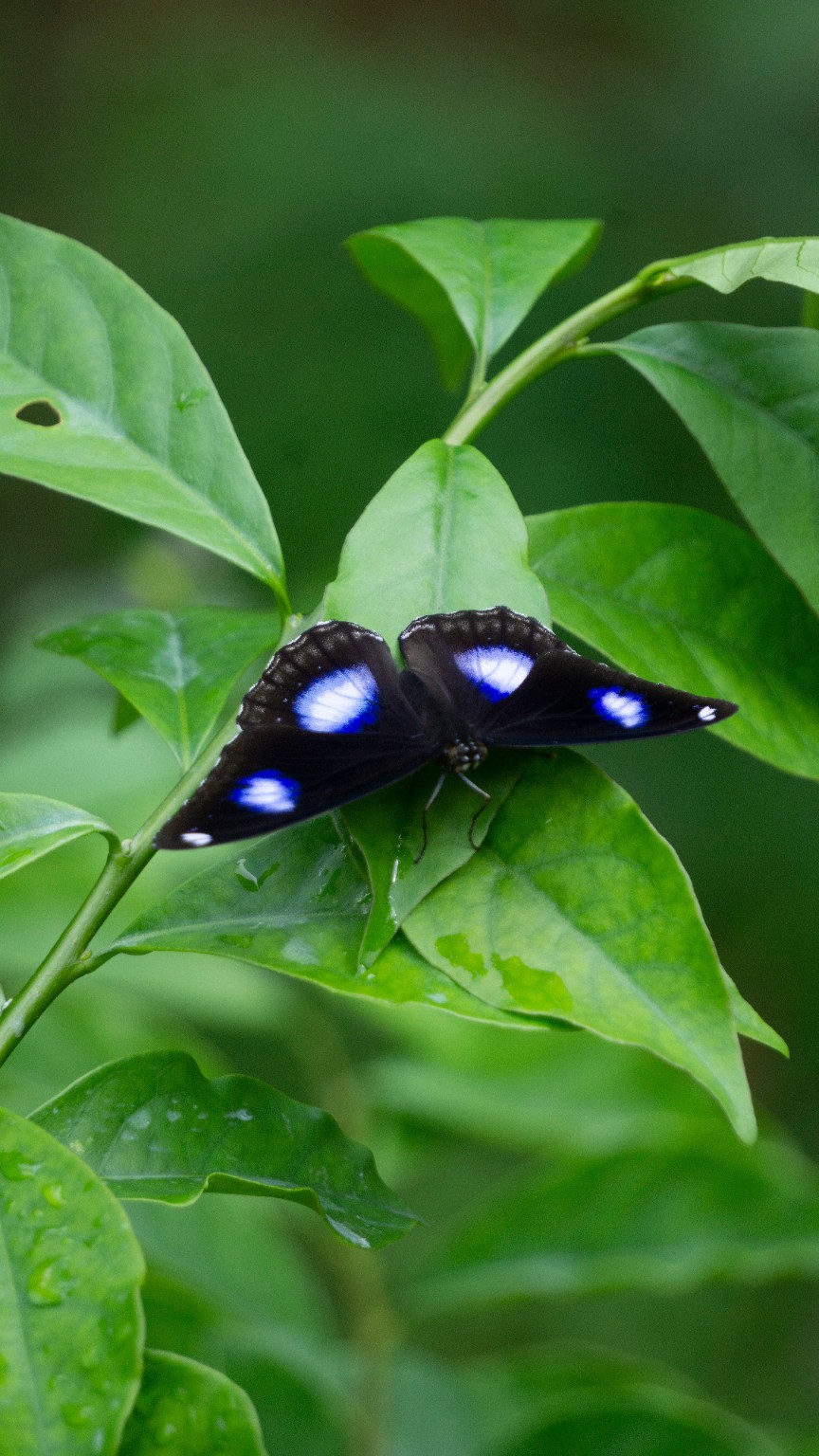 Butterfly in Sri Lankan greenery