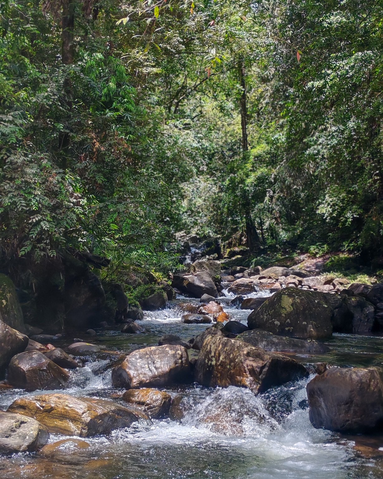 Forest stream in Sri Lanka