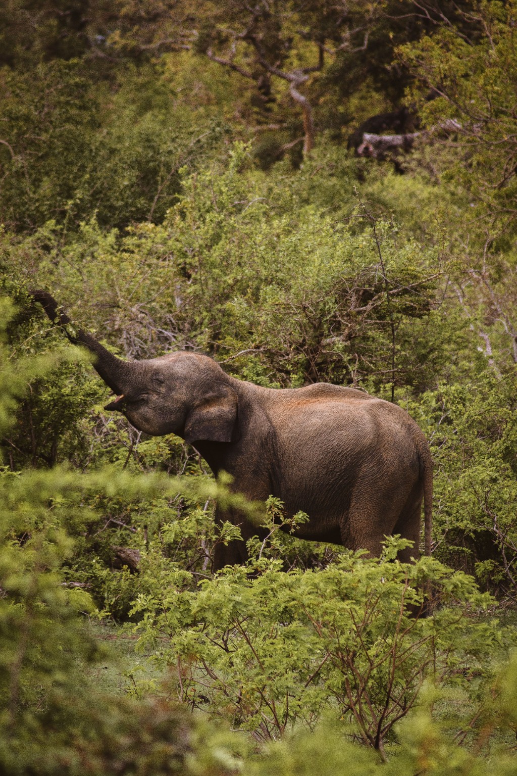 Sri Lankan elephant in the wild