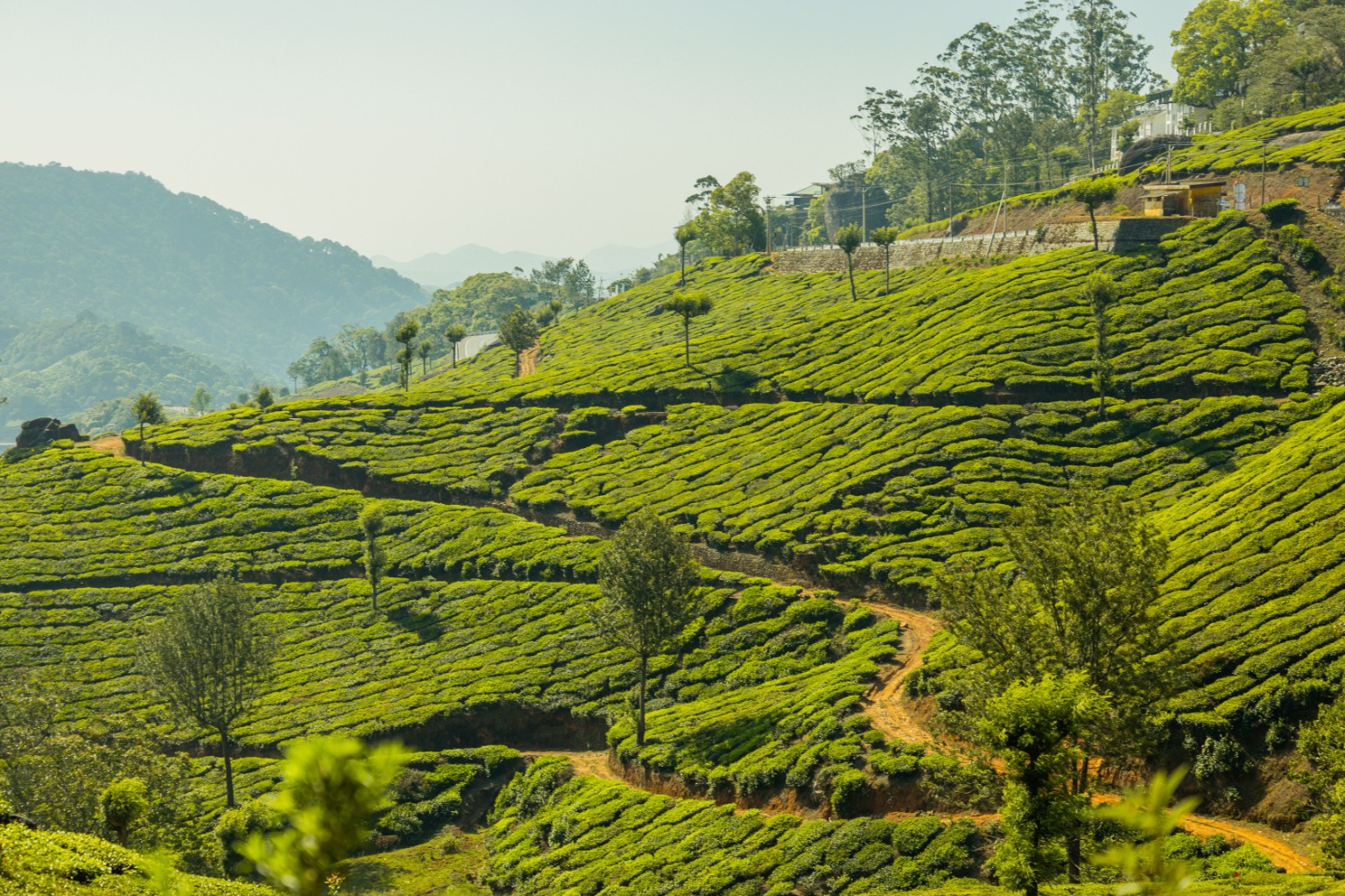 Sri Lankan tea hills in the central highlands