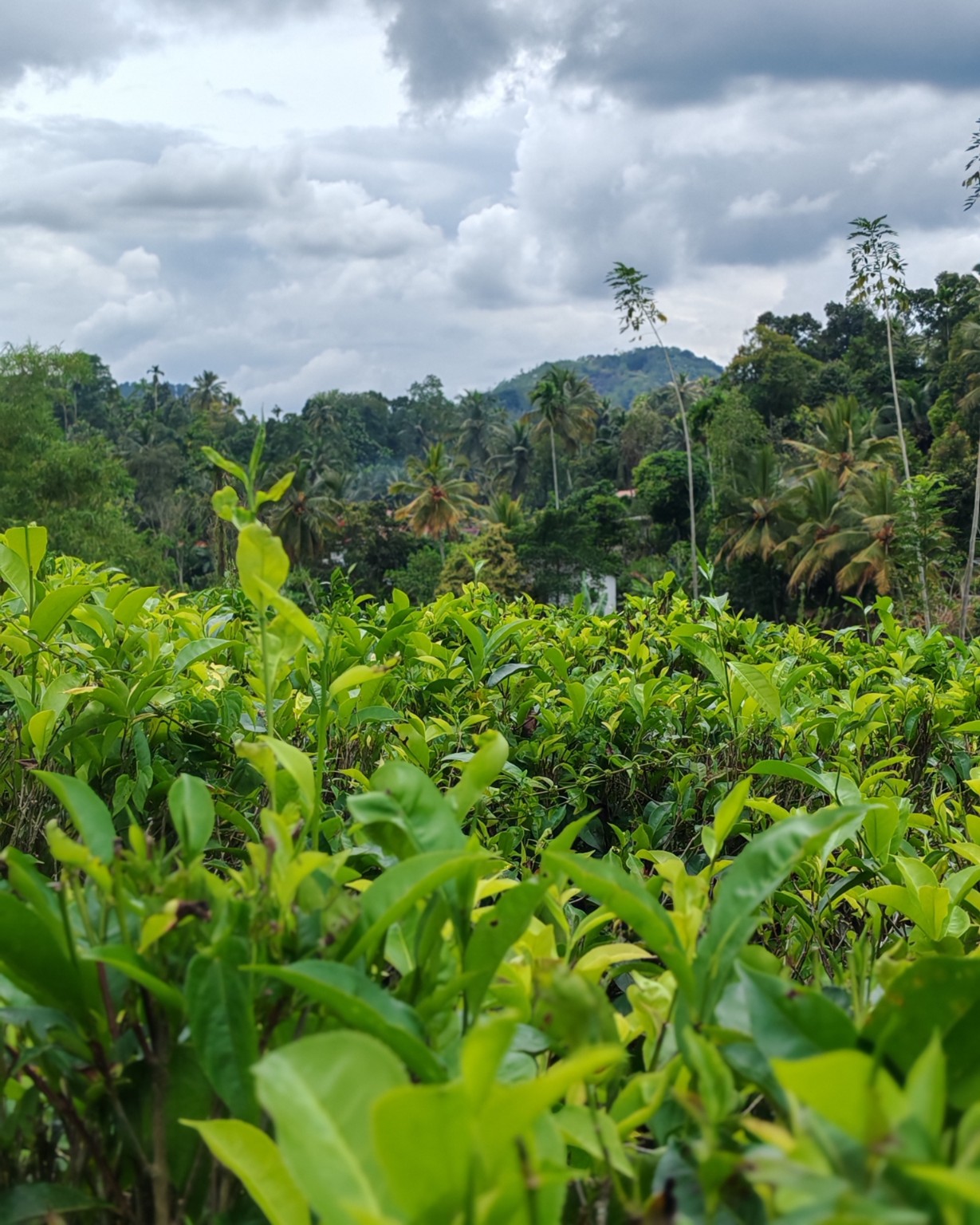 Tea plantation in Sri Lanka