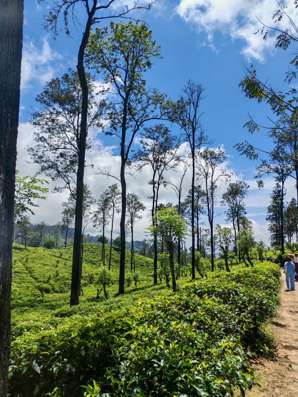 Tea country landscape