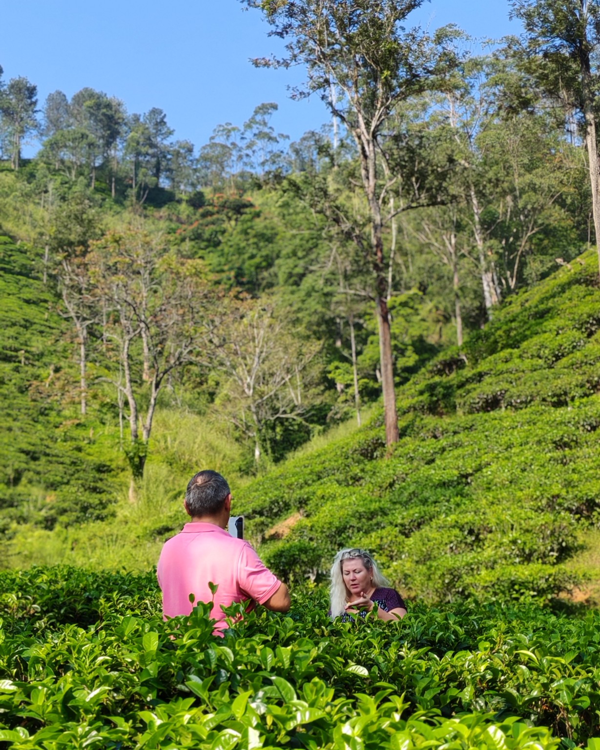 Visitors in a tea plantation