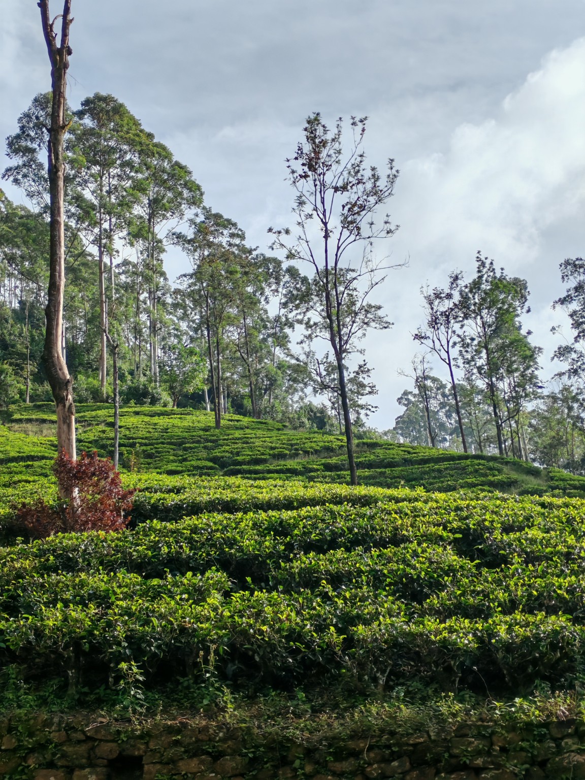 Sri Lankan tea plantation