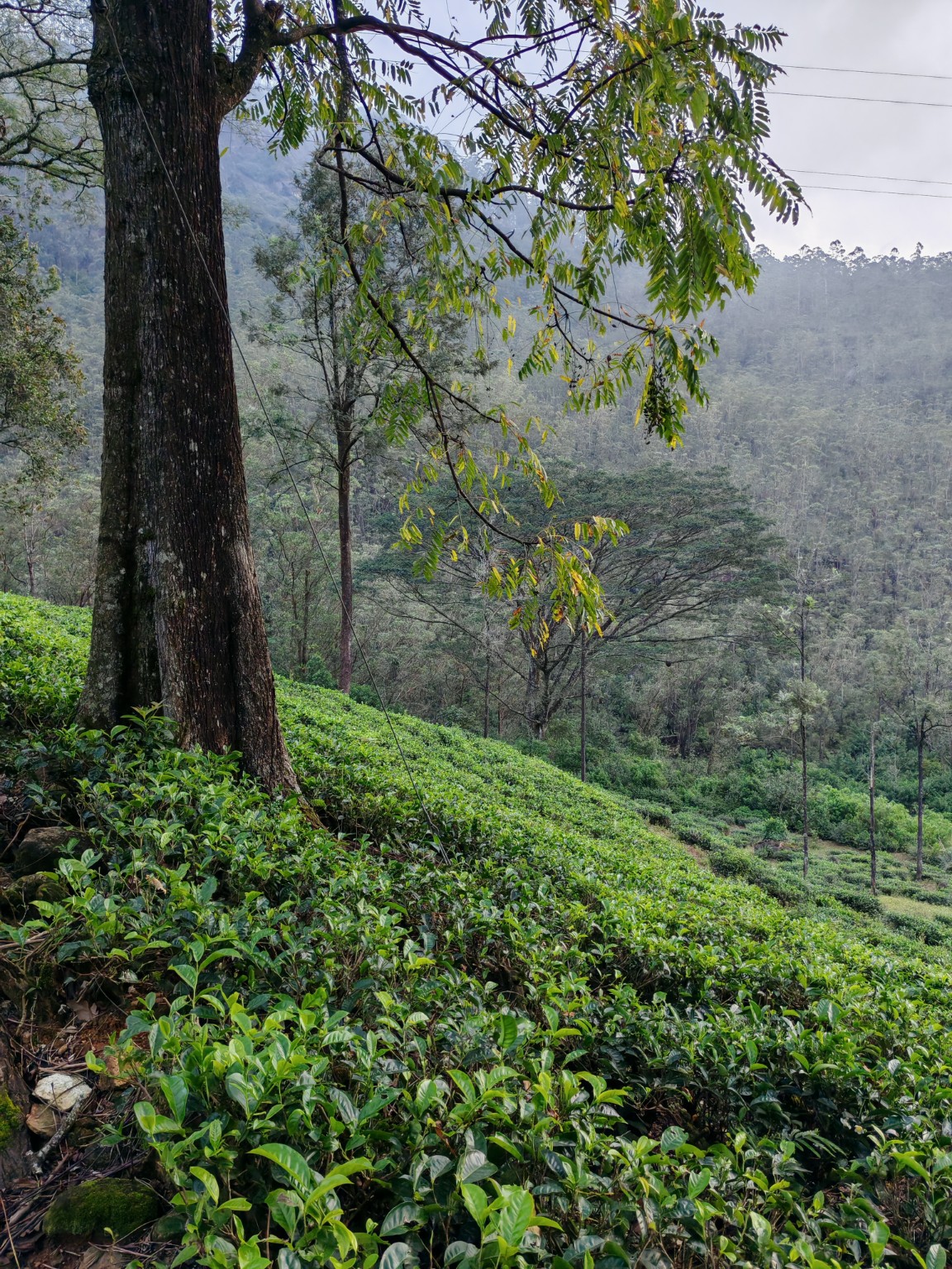 Tea tasting and tea varieties