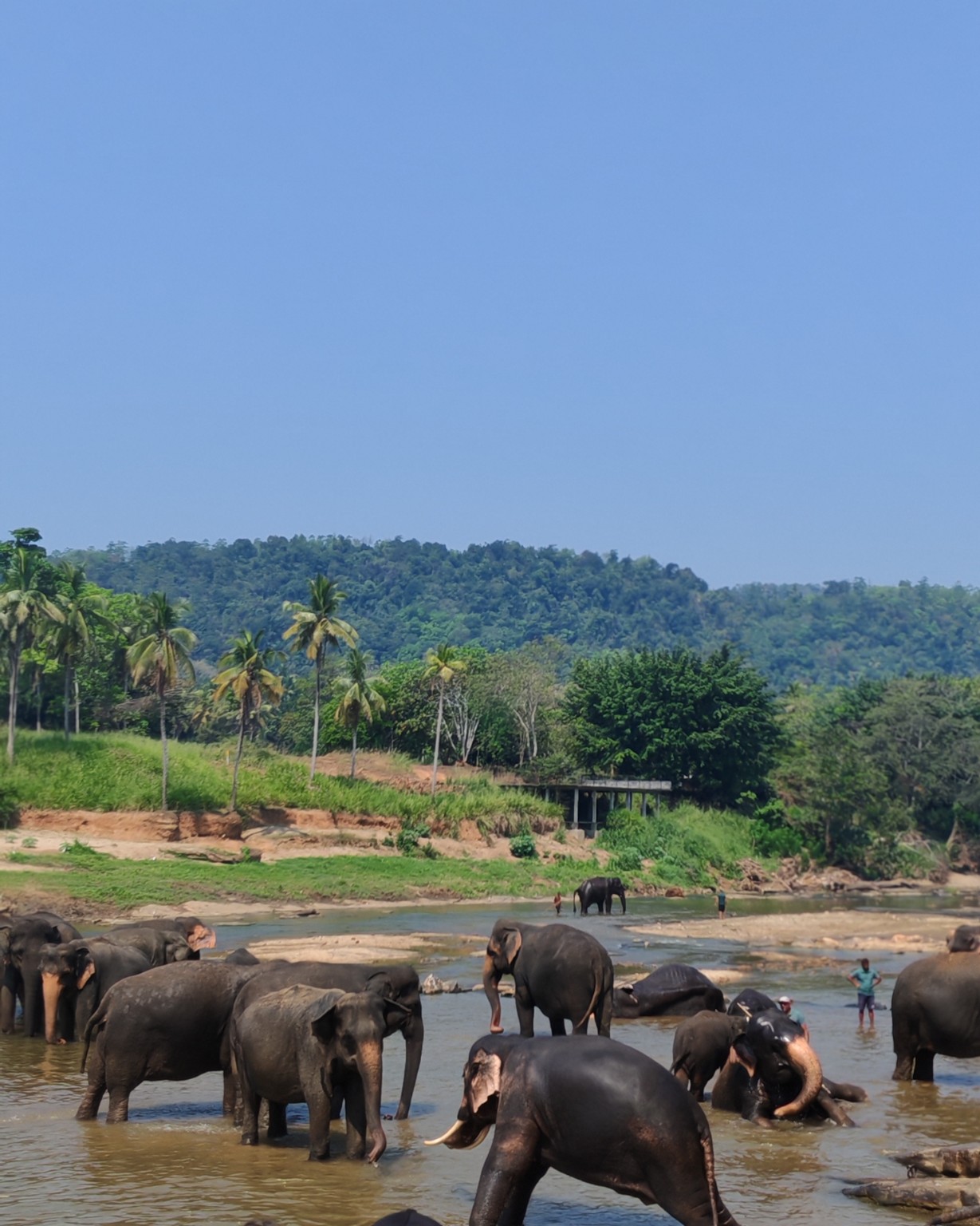 Elephants in Sri Lanka