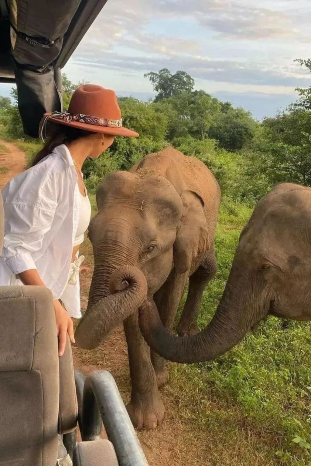 Elephants observed during a Sri Lanka safari