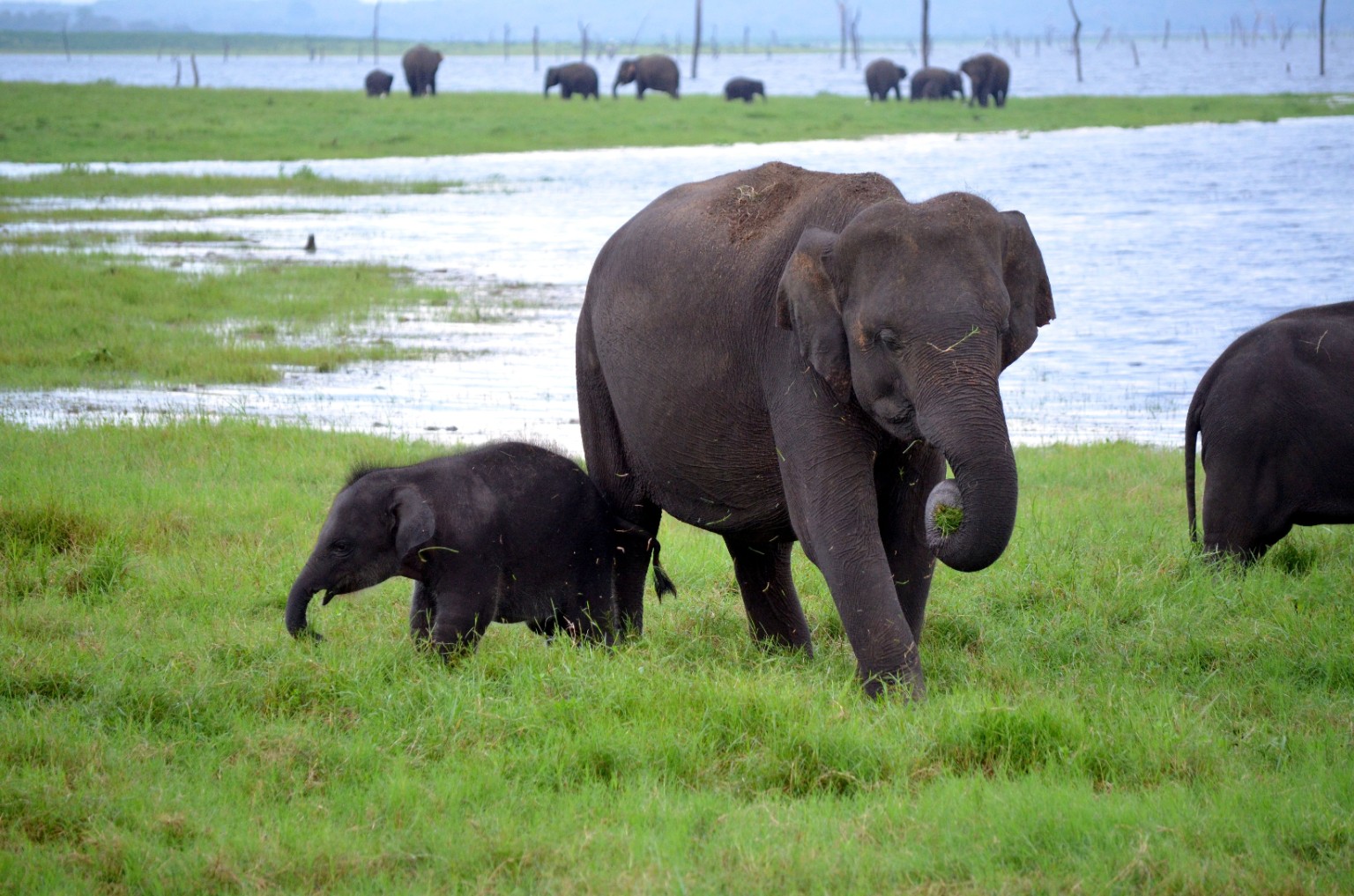 Wild Sri Lankan elephants