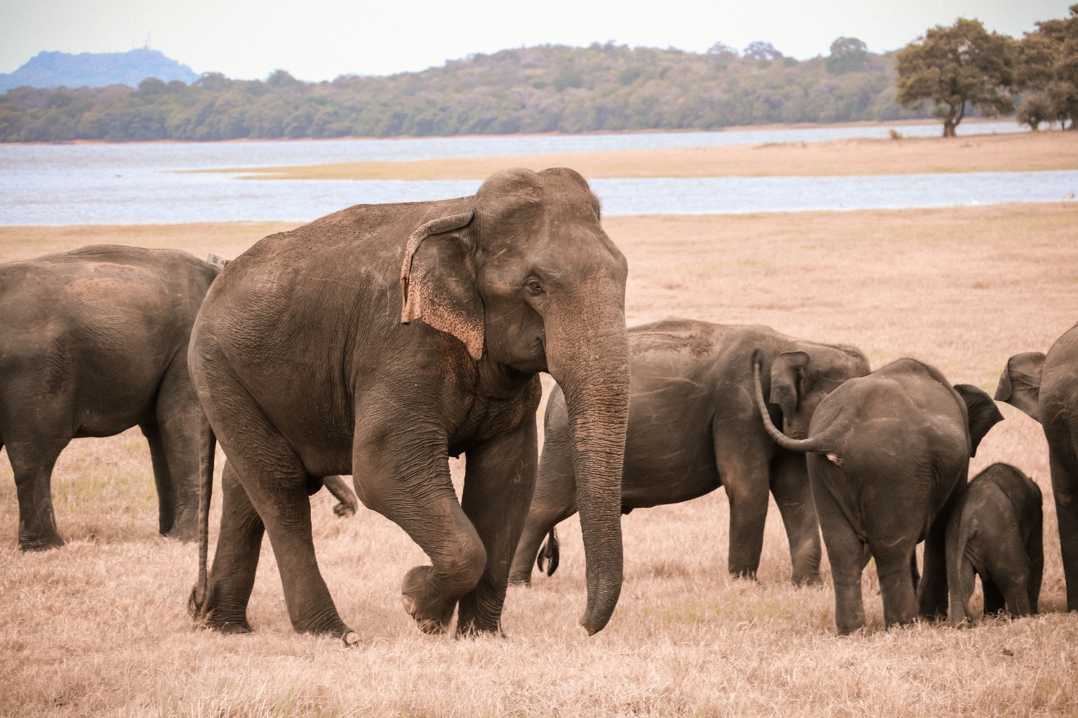 Wild elephants at a lake