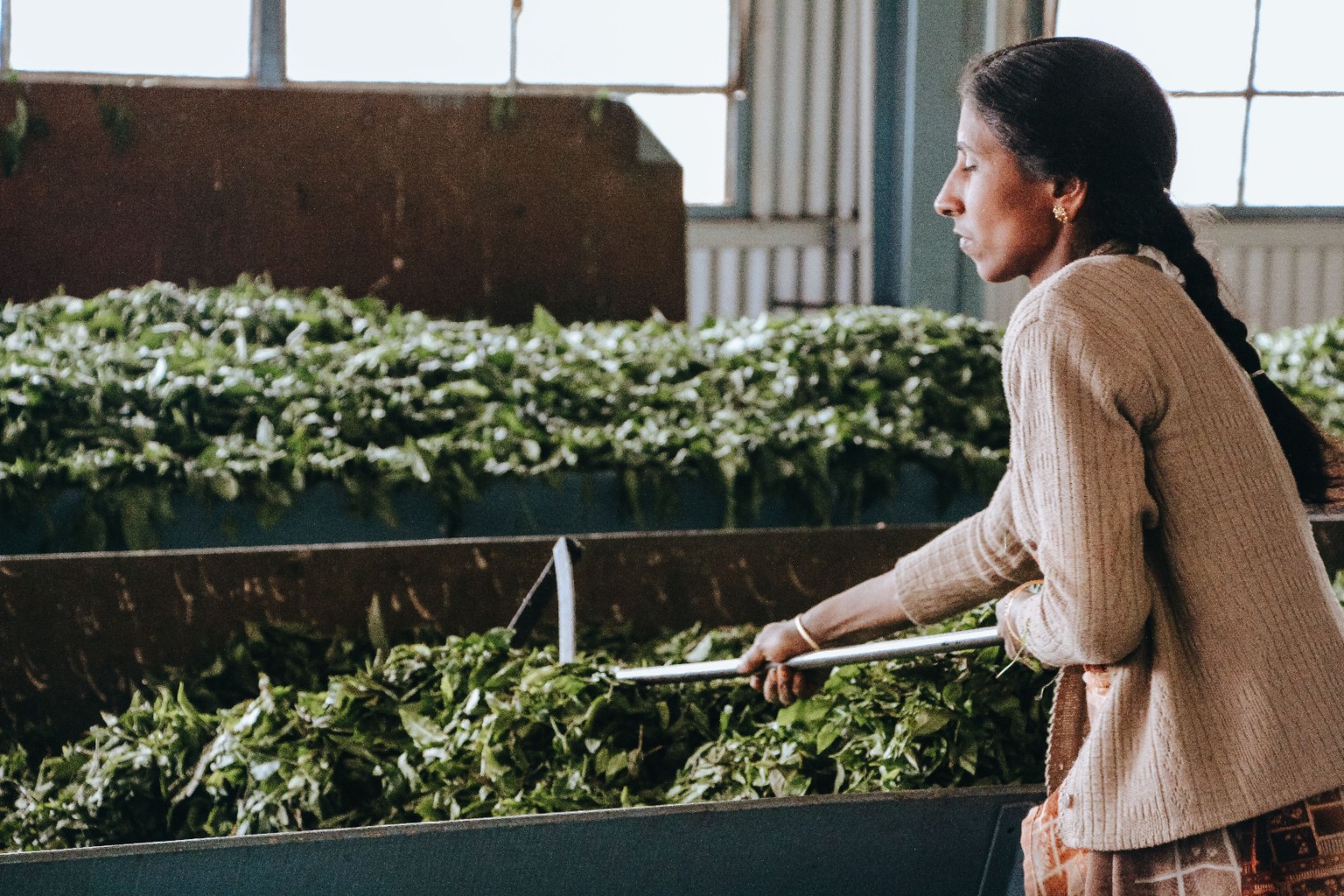 Tea worker handling tea leaves