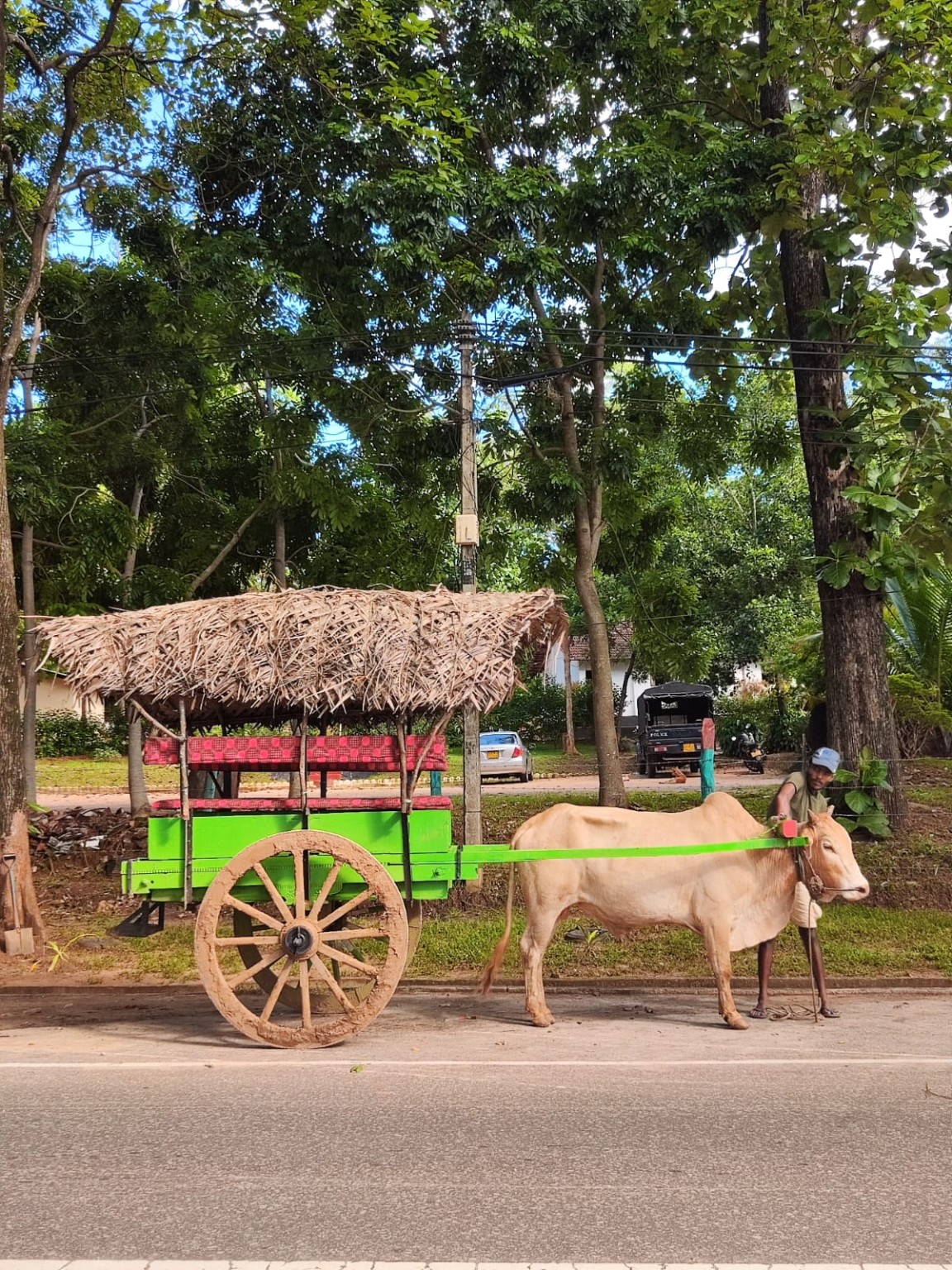 Traditional buffalo cart village experience