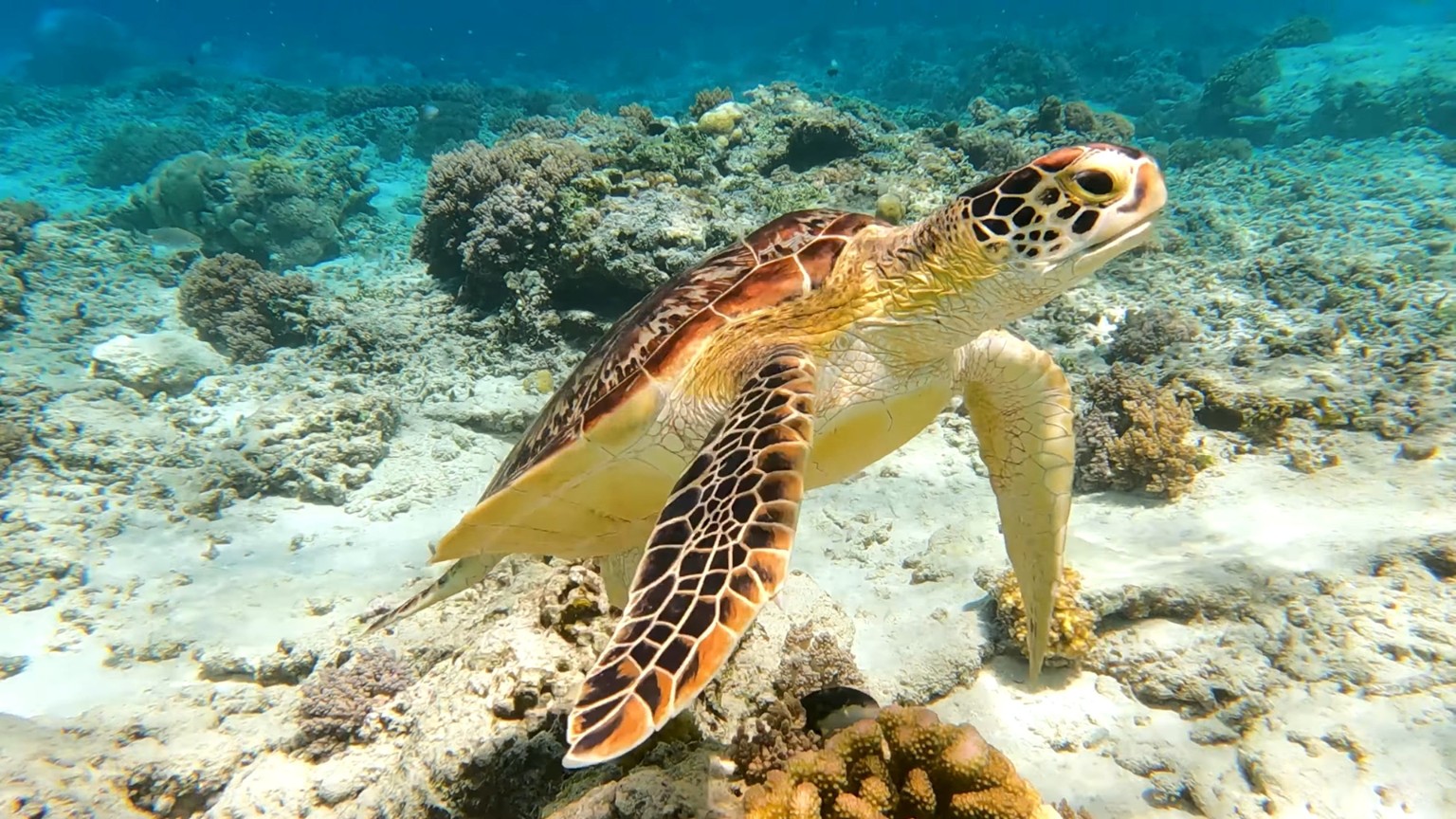 Turtle underwater