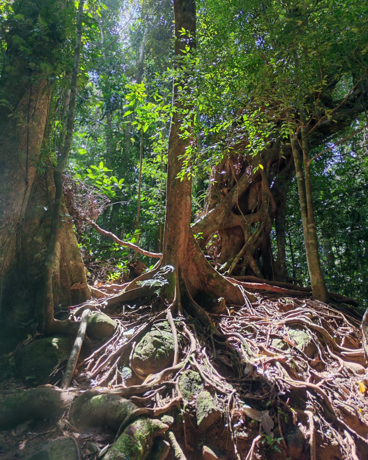 Sinharaja rainforest