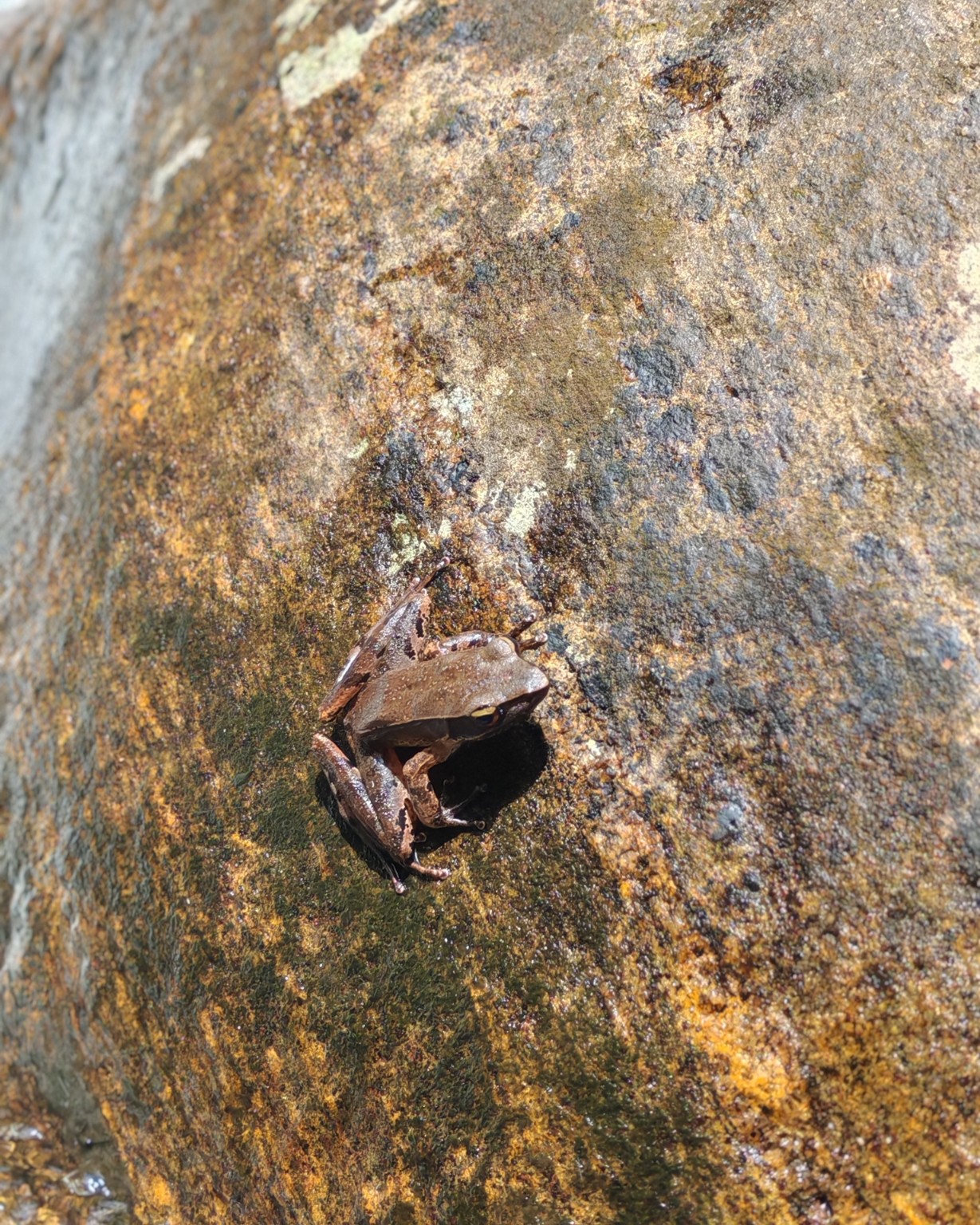 Frog in Sinharaja rainforest