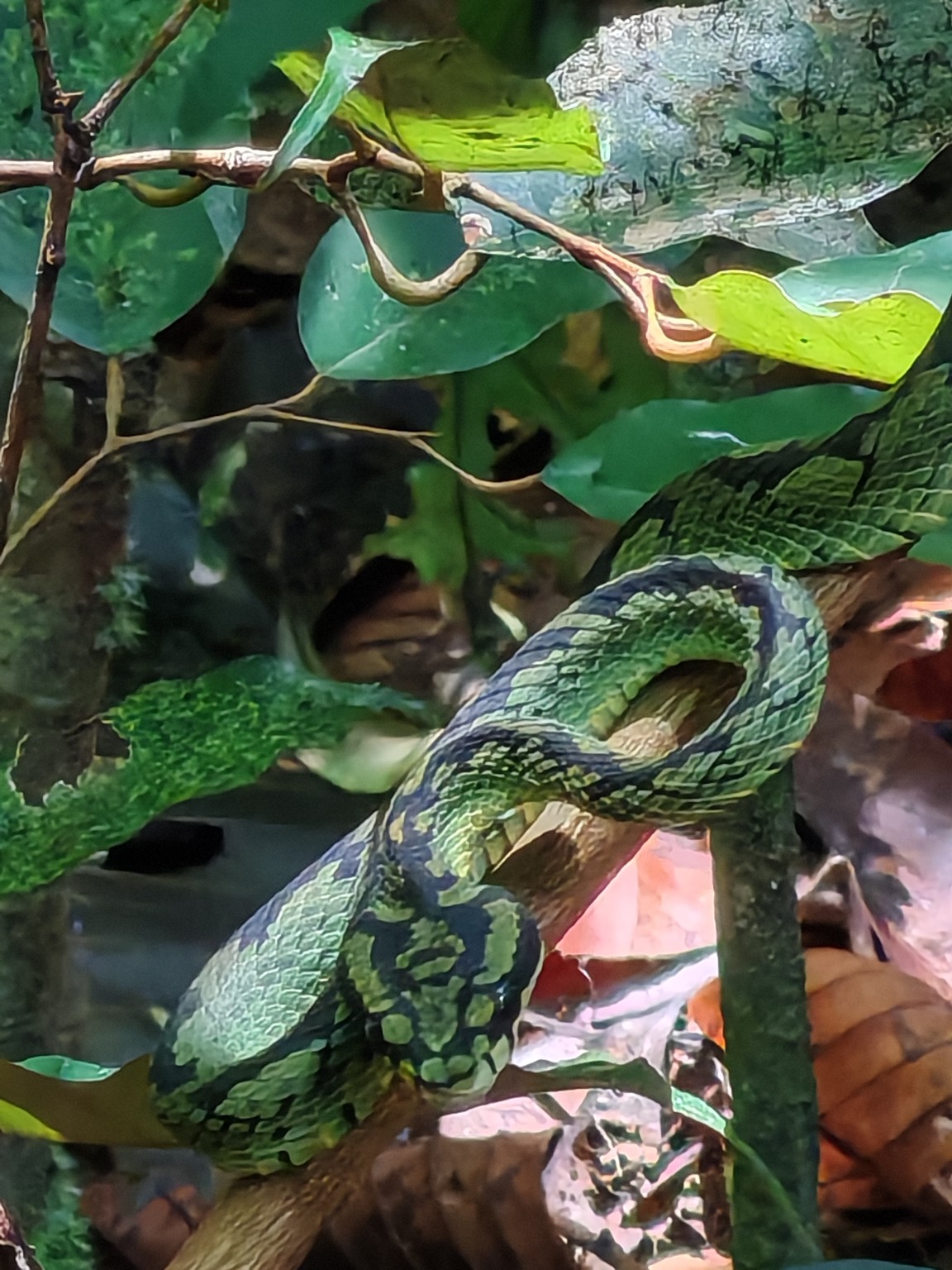 Snake in Sinharaja rainforest