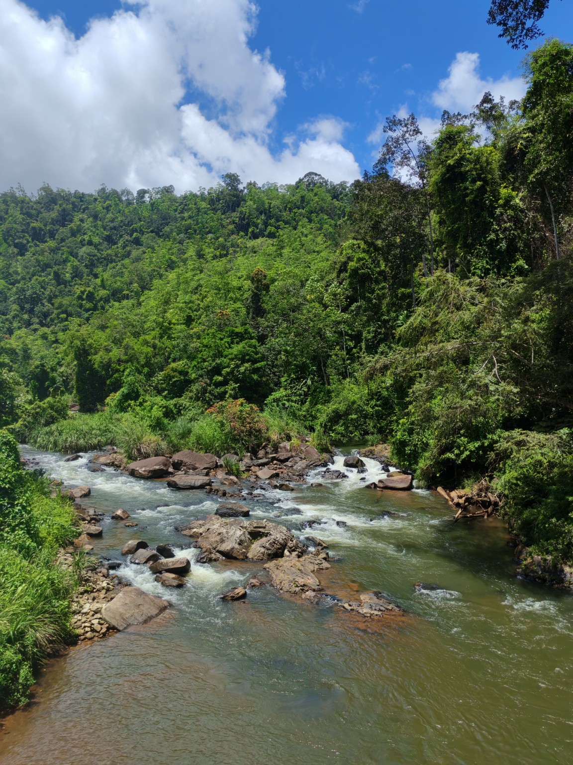 Stream in Sinharaja
