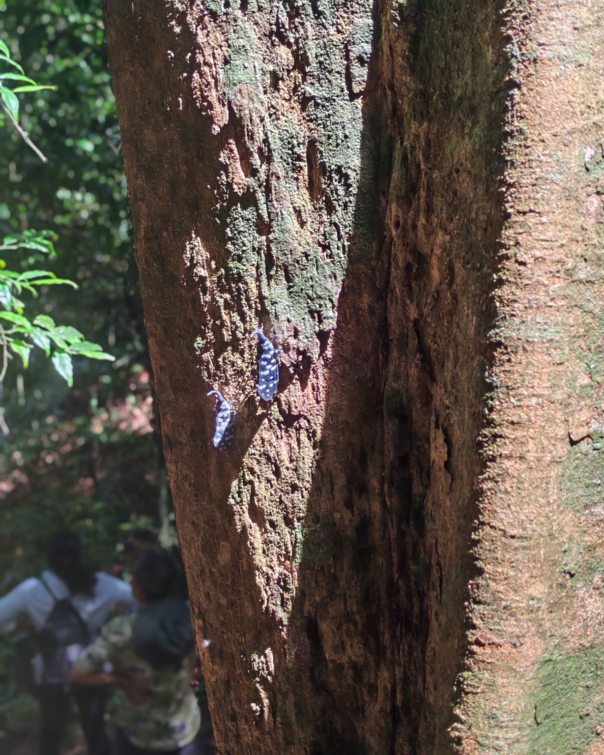 Forest detail in Sinharaja