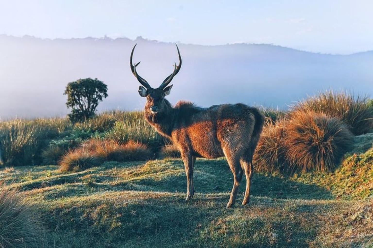 Deer in Sri Lanka's highlands