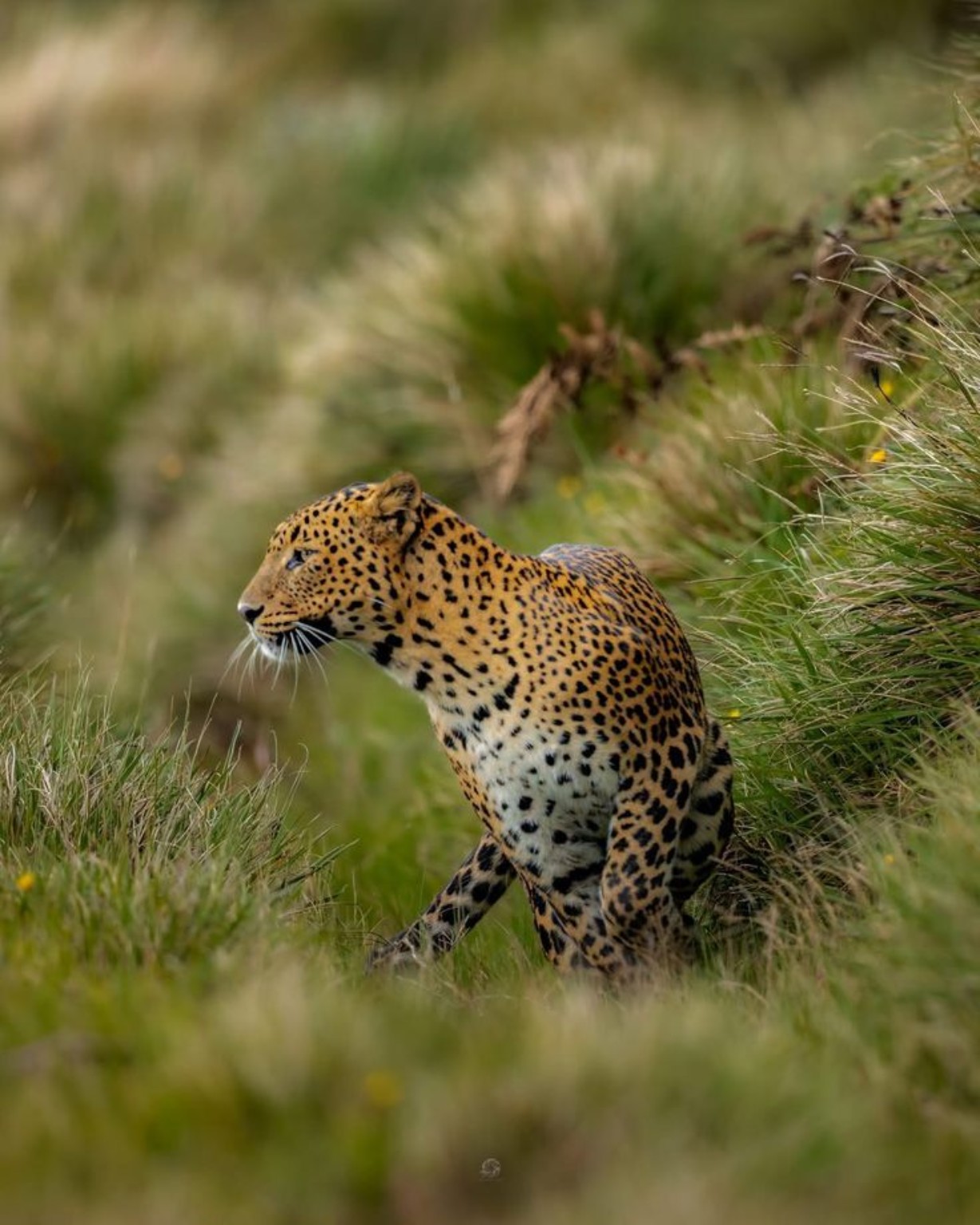 Sri Lankan leopard in natural habitat
