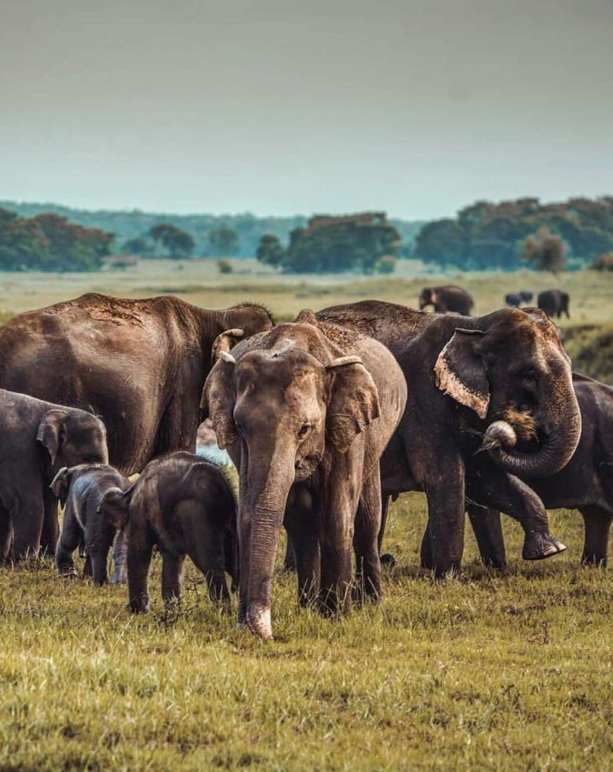 Wild elephants at Minneriya