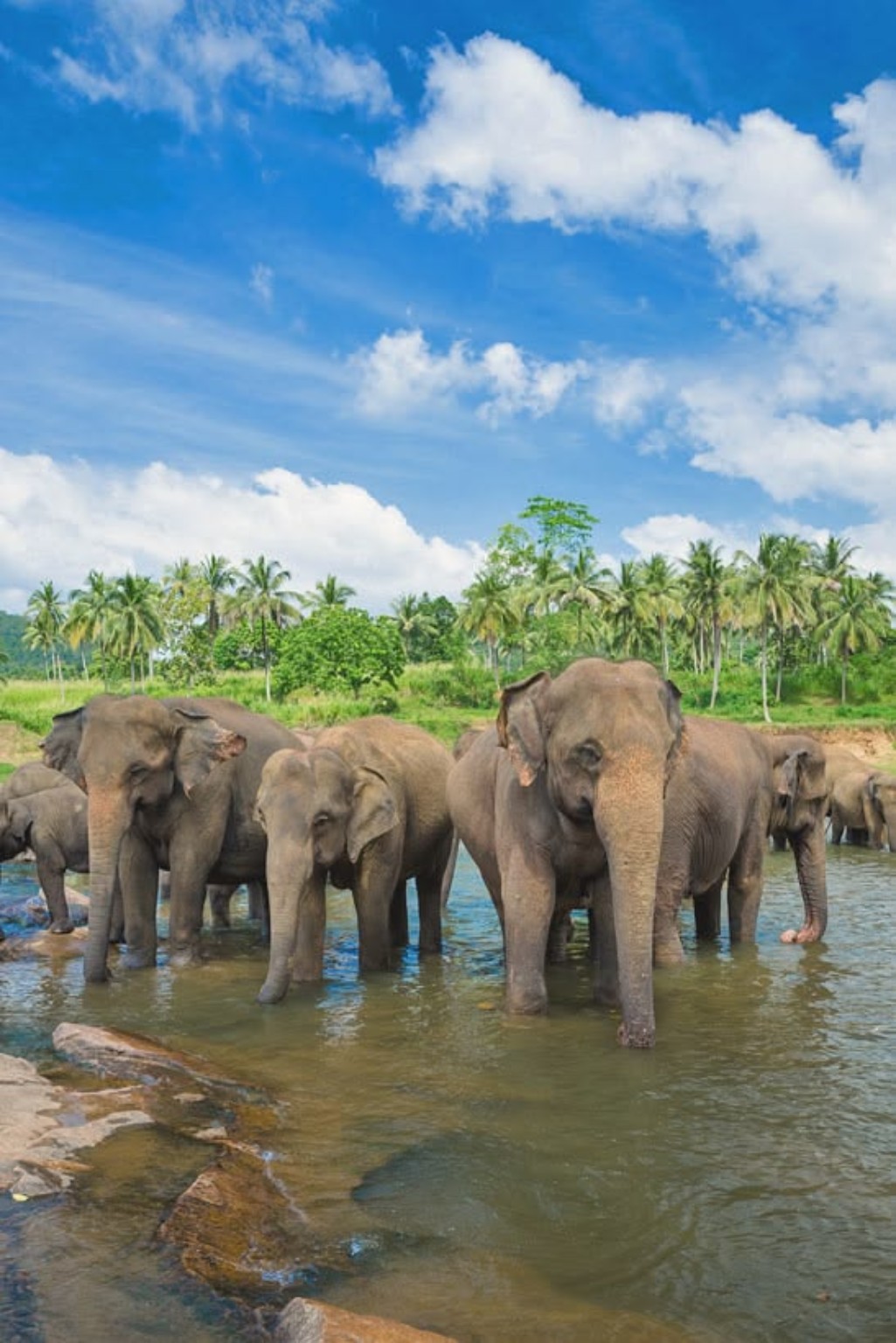 Wild Sri Lankan elephants in a natural water landscape